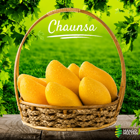 Premium Multani White Chaunsa Mangoes | Farm Fresh & Export Quality Mangoes