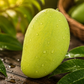 Premium Multani White Chaunsa Mangoes | Farm Fresh & Export Quality Mangoes