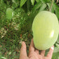 Premium Multani White Chaunsa Mangoes | Farm Fresh & Export Quality Mangoes
