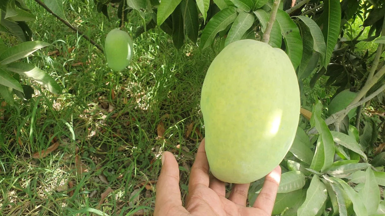 Premium Multani White Chaunsa Mangoes | Farm Fresh & Export Quality Mangoes