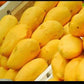 Premium Multani White Chaunsa Mangoes | Farm Fresh & Export Quality Mangoes