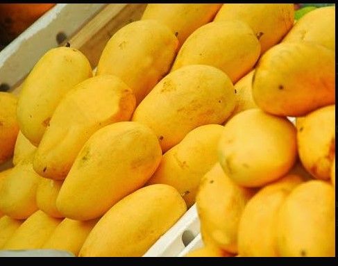 Premium Multani White Chaunsa Mangoes | Farm Fresh & Export Quality Mangoes