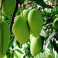 Premium Multani White Chaunsa Mangoes | Farm Fresh & Export Quality Mangoes