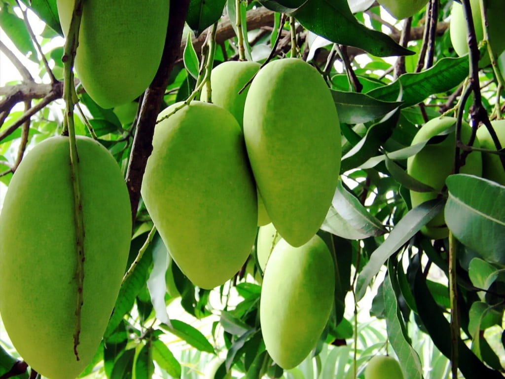 Premium Multani White Chaunsa Mangoes | Farm Fresh & Export Quality Mangoes